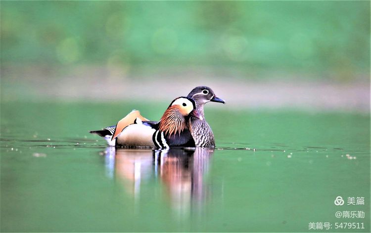 春日鴛鴦戲水圖