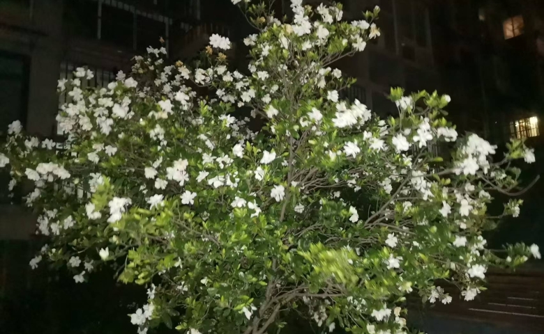 梔子花開(kāi)
